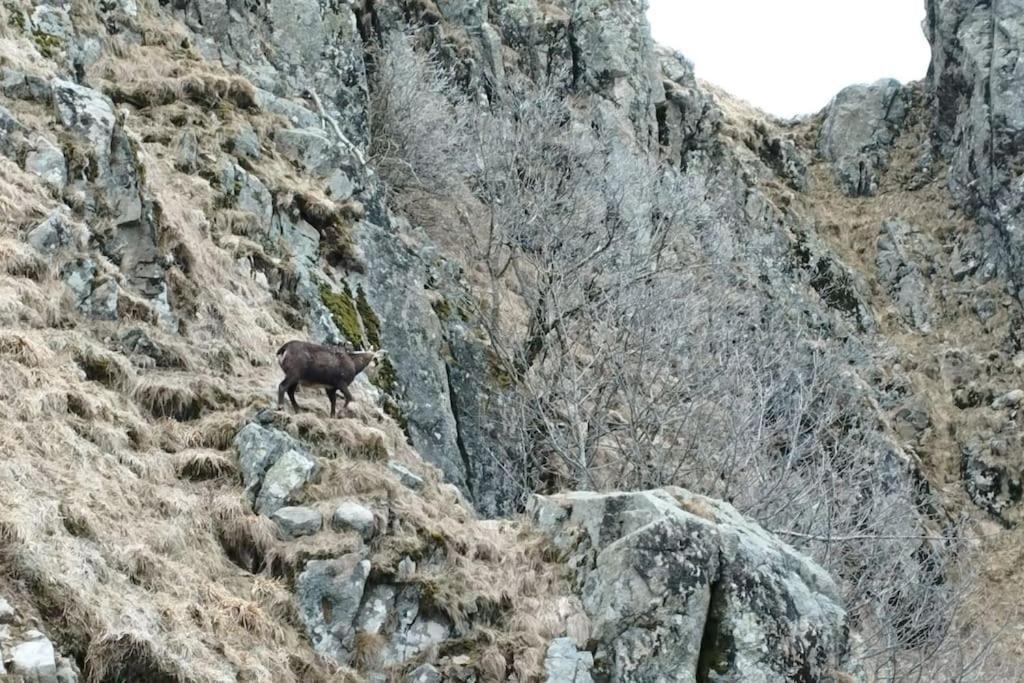 Aux Balcons De La Vallee Soultzeren Eksteriør bilde